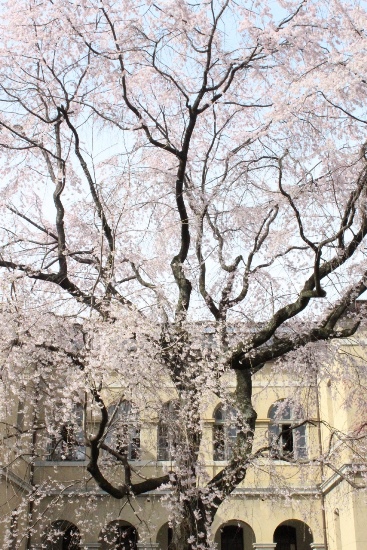 5230-14.3.31祇園しだれ桜　縦.jpg